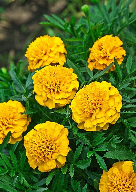 Бархатцы  отклоненные Фестиваль 0,1 (3 шт) гр