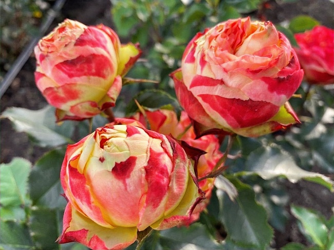 Роза чайно-гибридная Вулканика 1 шт 