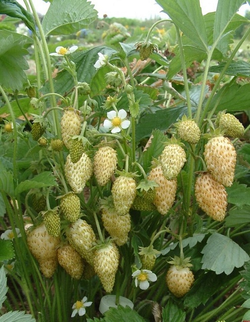 Земляника альпийская ремонтантная  Желтое чудо ASF