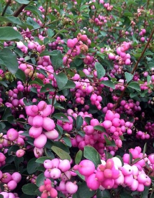 Снежноягодник Доренбоза Мэджик Берри 1шт Р9