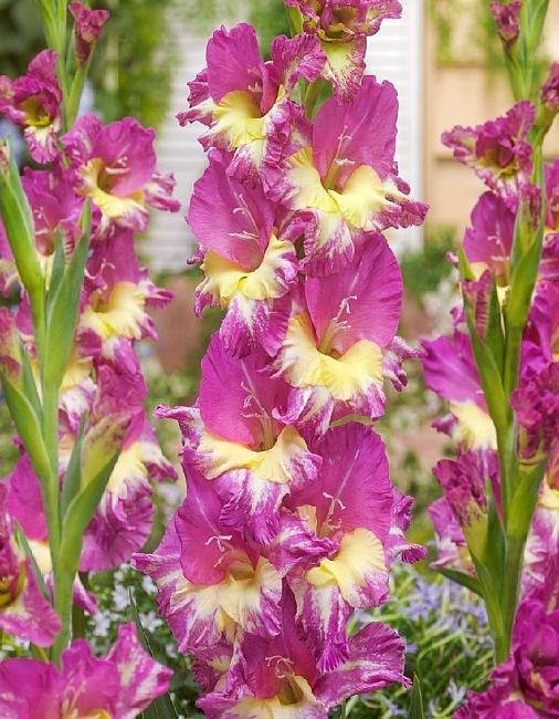 Гладиолус Экстраверт 