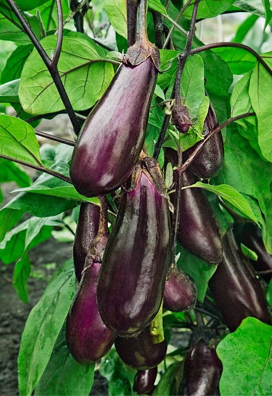 Баклажан Пантера 0,1гр цв.п. (Солнечный десант)