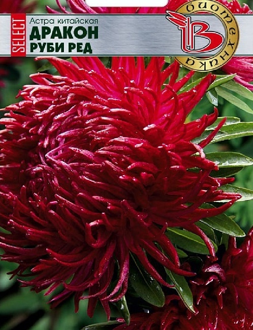 Астра Дракон селект Руби Ред 30 шт