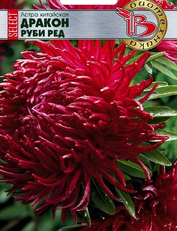 Астра Дракон селект Руби Ред 30 шт