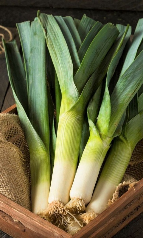 Лук порей Зимний гигант (УД) 0,25 гр. цв.п.