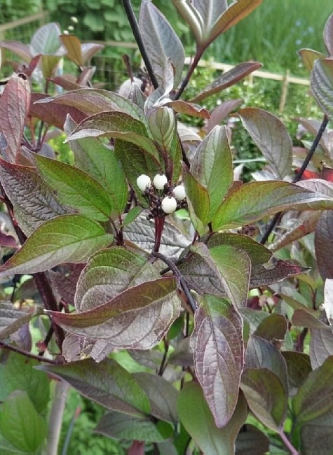 Дерен белый Кесельринги 1 шт Р9