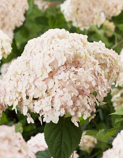 Гортензия древовидная Кендибелль Маршмеллоу (Зефир) 1 шт Р9