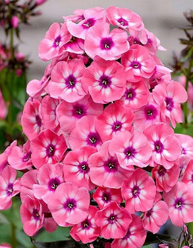 Флокс Лариса 