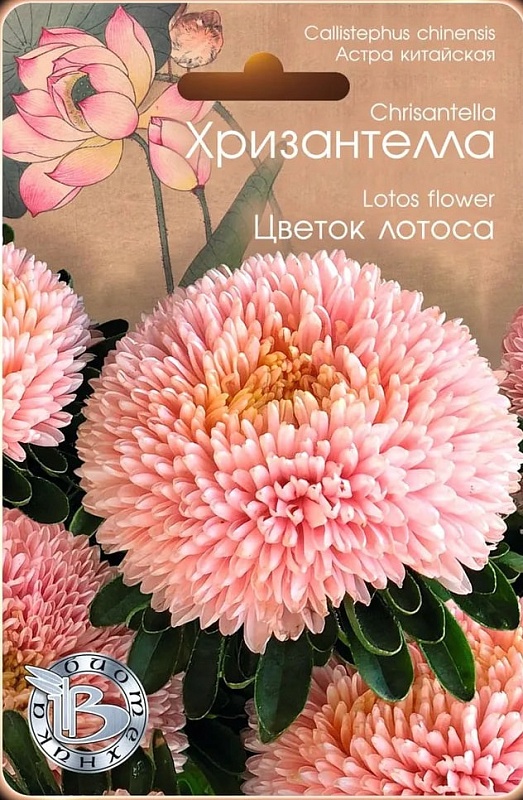 Астра Хризантелла Цветок Лотоса 30 шт