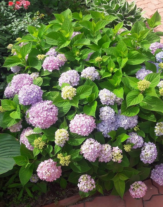 Гортензия крупнолистная Бесконечное лето ASF 1 шт Р9