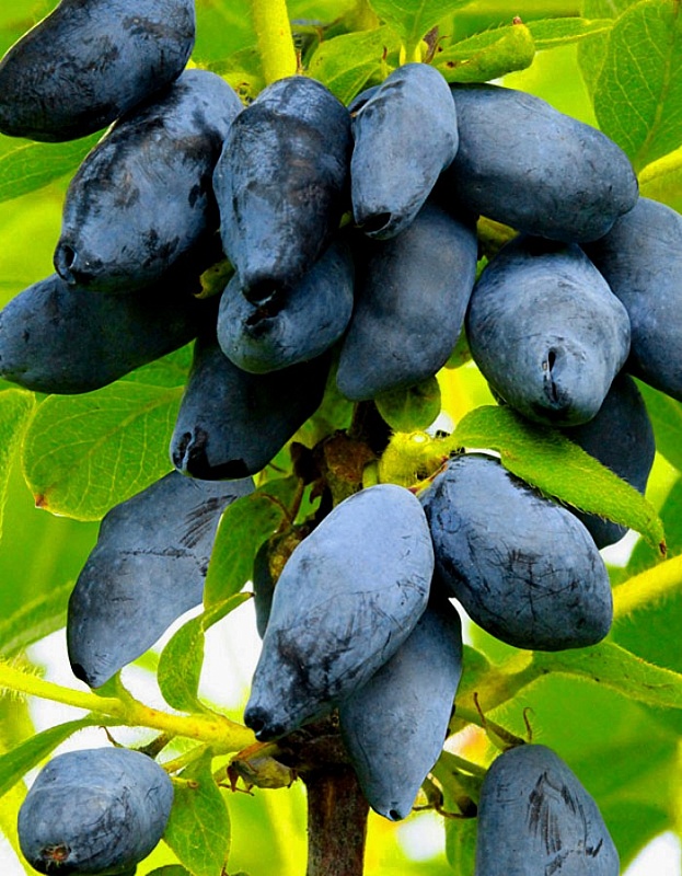 Жимолость съедобная Ребекка 