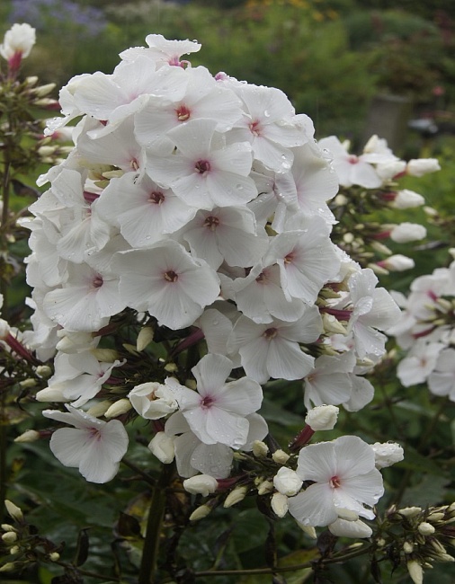 Флокс Попай 