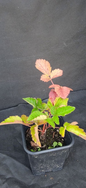 Ежевика бесшипая Лох Несс 1 шт