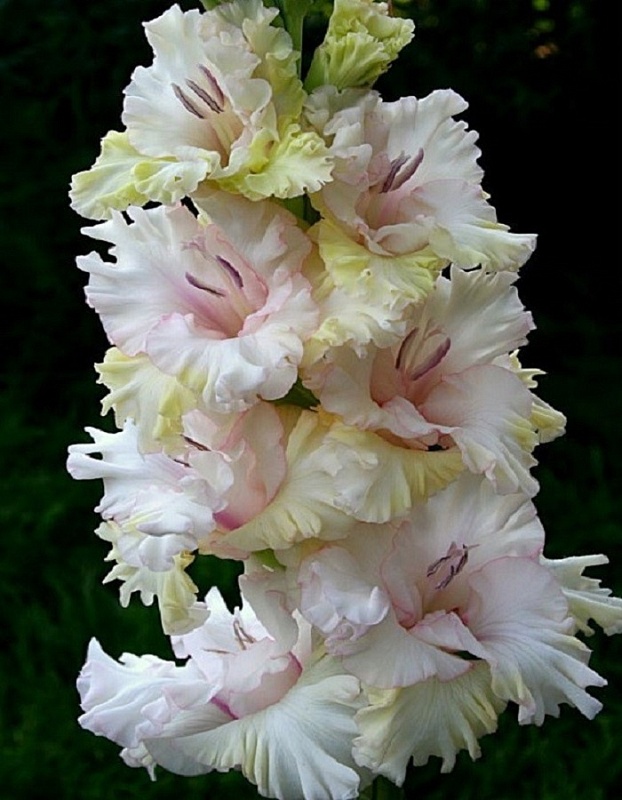 Гладиолус Утренняя Нега 