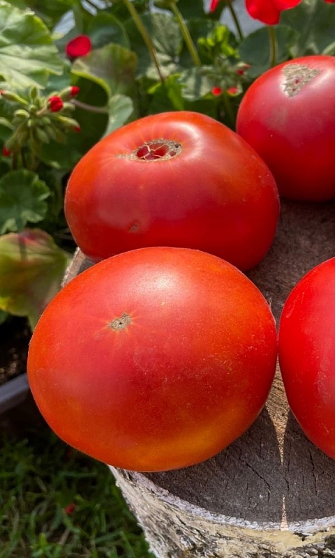 Томат Биг Тейсти F1 (УД) 20 шт цв.п