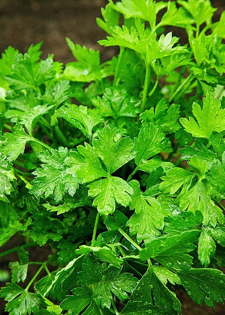 Петрушка листовая обыкновенная 3 гр цв.п (Био-старт)