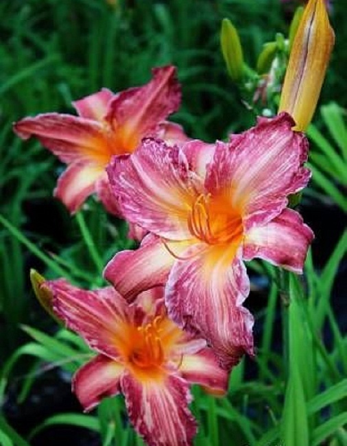 Лилейник Пинк Страйпс