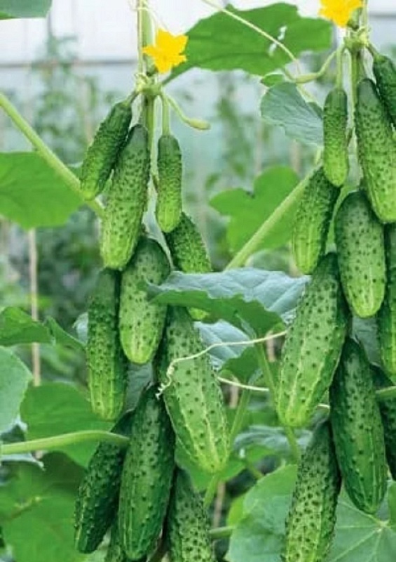 Огурец Тёщин засол - корнишон F1 (УД) 10 шт цв.п