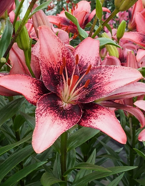 Лилия Пурпл Дрим