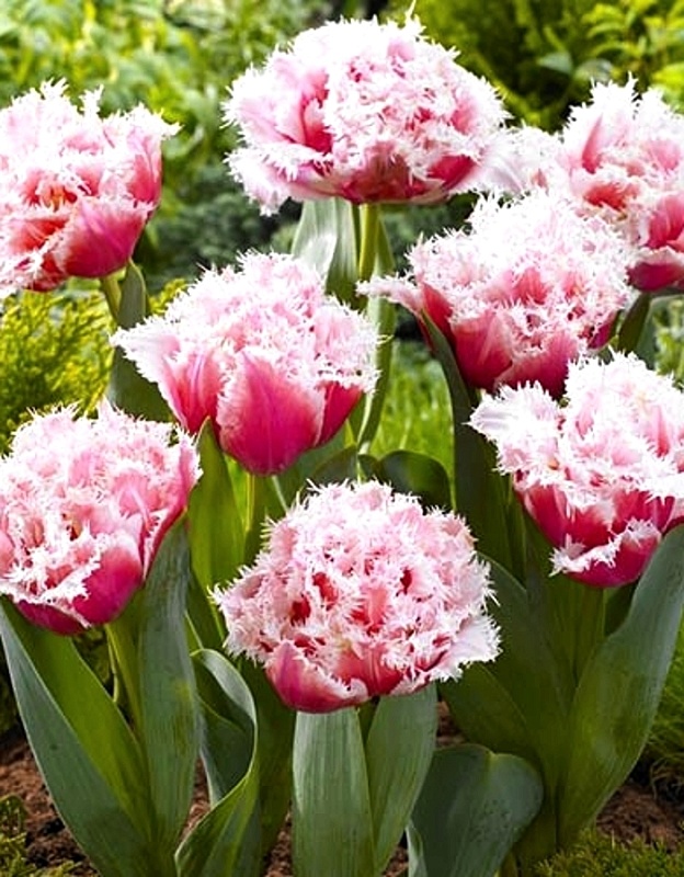 Тюльпан Квинсленд 1 уп. (3шт.) 