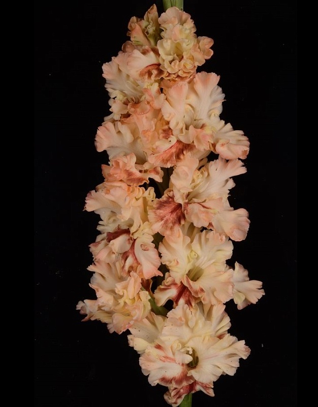 Гладиолус Блюзмэн