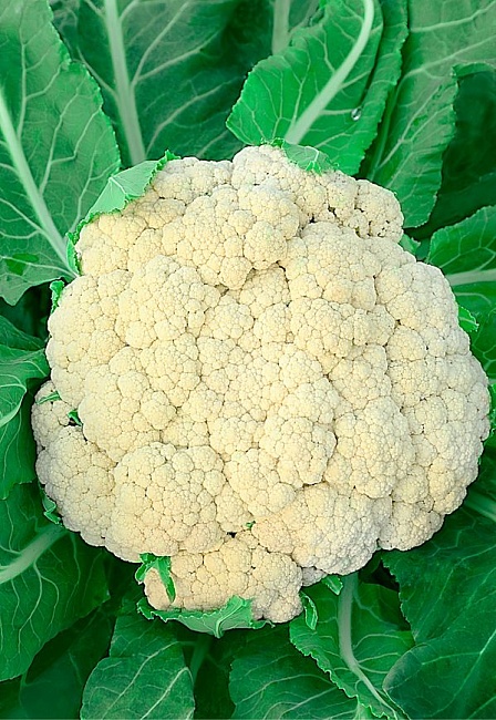 Капуста цветная Гарантия 0,3 гр цв.п 