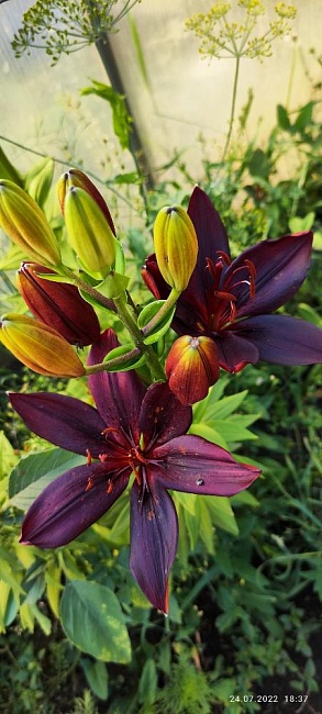 Лилия Ландини 