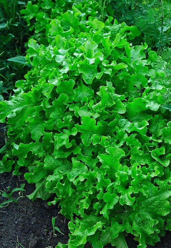 Салат Абракадабра 1 гр цв.п