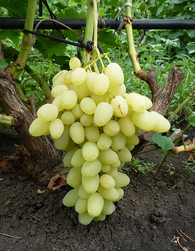 Виноград плодовый Аркадия. Синоним: Настя 1 шт