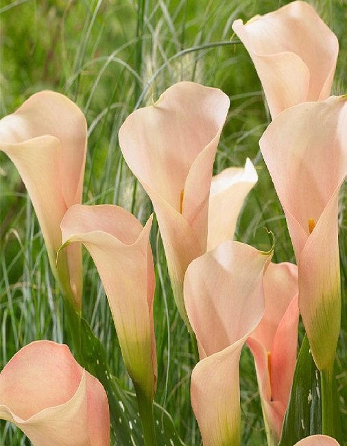 Калла Окланд 