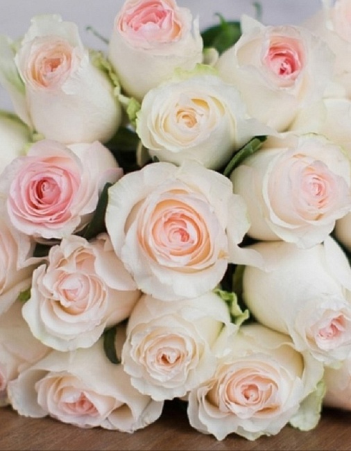 Роза чайно-гибридная Сеньорита