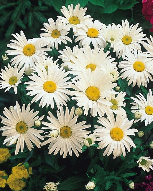 Хризантема Ариэль ASF 1 шт Р9