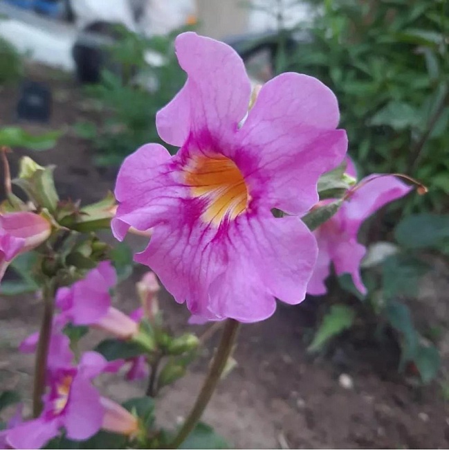 Инкарвиллея Делавея