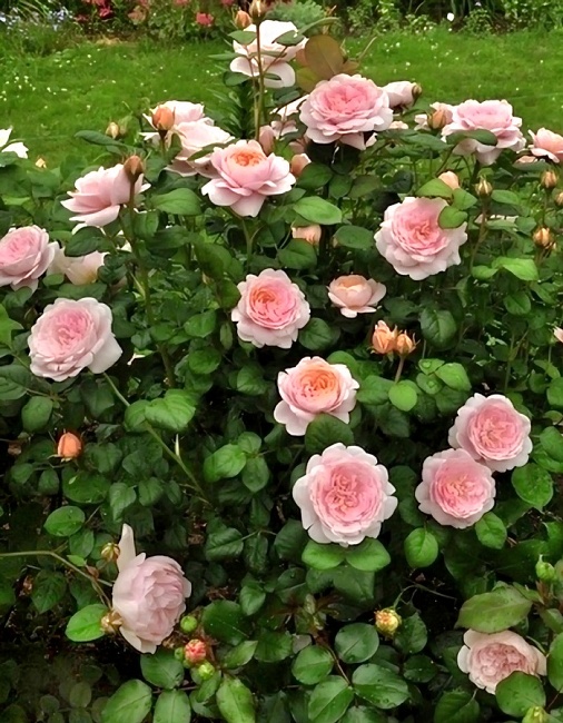 Роза английская Квин оф Свиден (Королева Швеции)