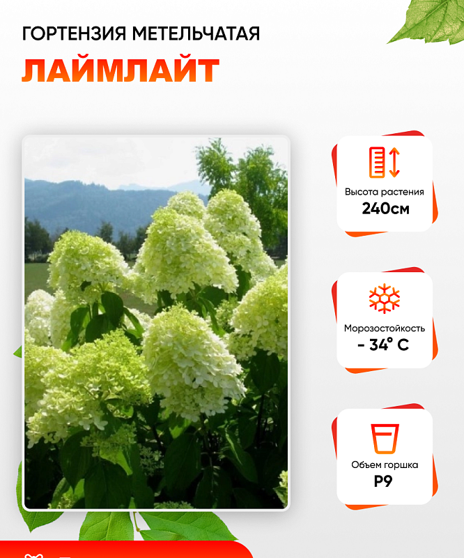Гортензия метельчатая Лаймлайт 1 шт Р9