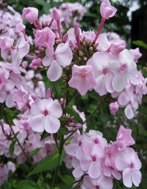 Флокс Пинки Хилл 