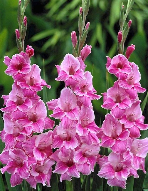 Гладиолус Виолет Кинг