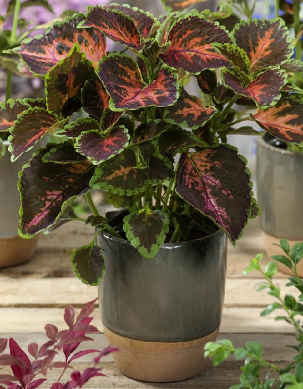 Колеус блюме Коралловый восход (Аэлита) 5 шт цв п