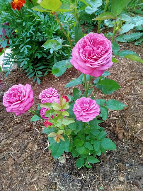 https://agrosemfond.ru/catalog/rozy_1/floribunda/roza_floribunda_khaydi_klum_1_sht/