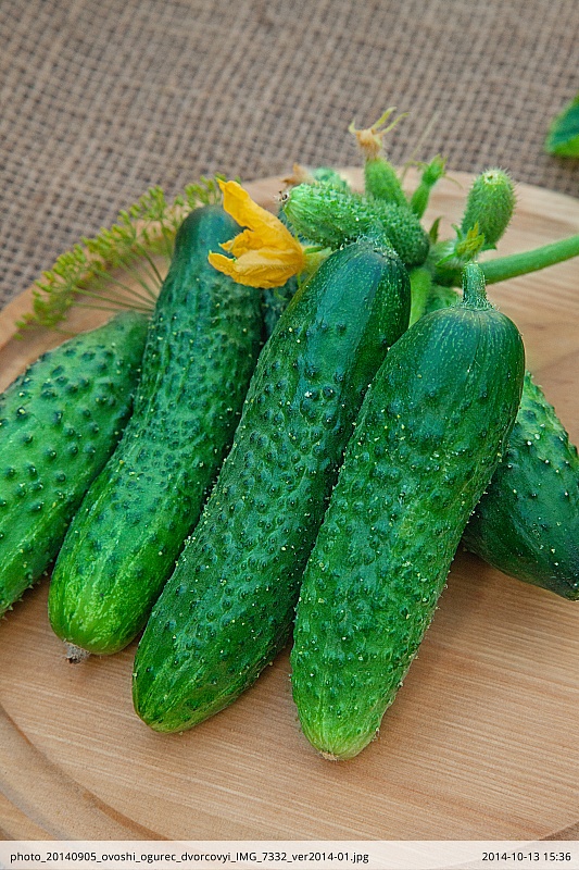 Огурец Дворцовый F1 (Селекция "ВХ") 0,25 гр цв.п.