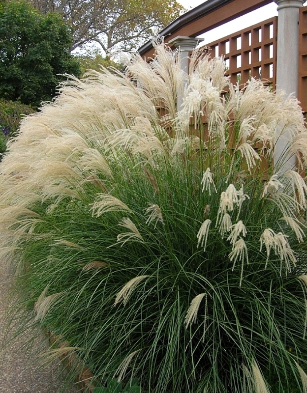 Мискантус Китайский Эрли Гибридс 1 шт Р9