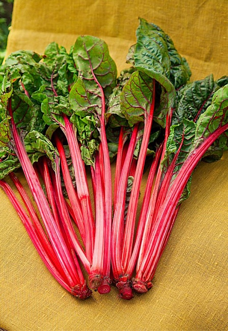 Мангольд Алый 2 гр цв.п. КЭШБЭК 25%