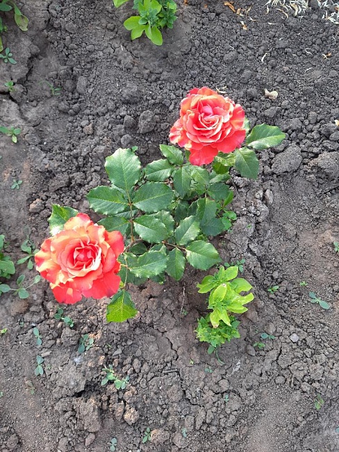 Роза чайно-гибридная Эль Торо