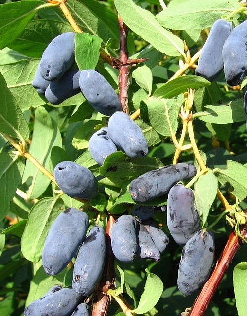 Жимолость съедобная Бакчарский Великан 