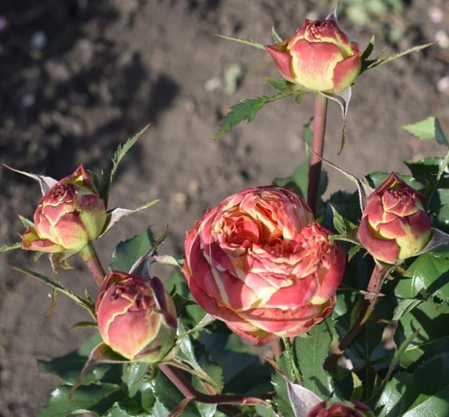 Роза чайно-гибридная Вулканика 