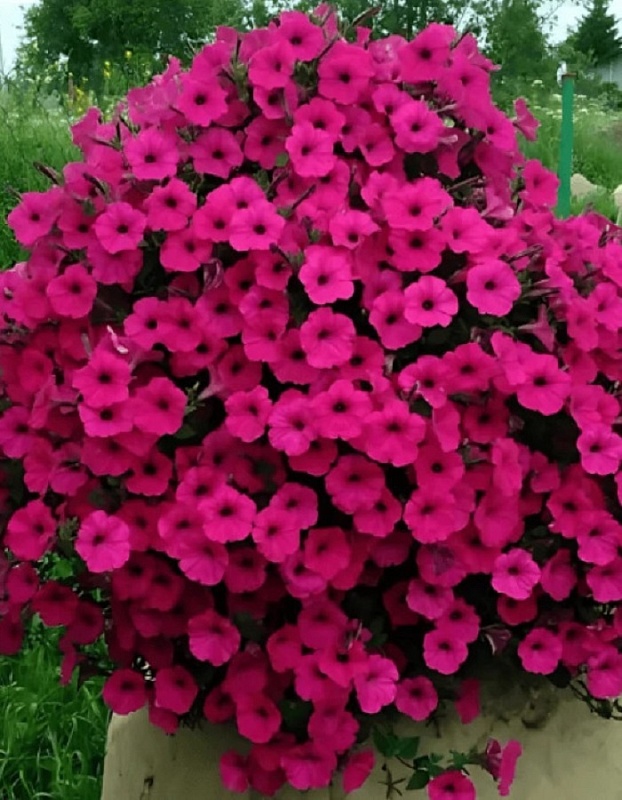 Петуния Джоконда F1 пурпурная (Аэлита) 5 шт