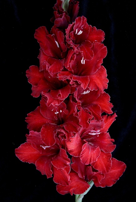 Гладиолус Мадагаскар 1 уп. (3 шт.) 