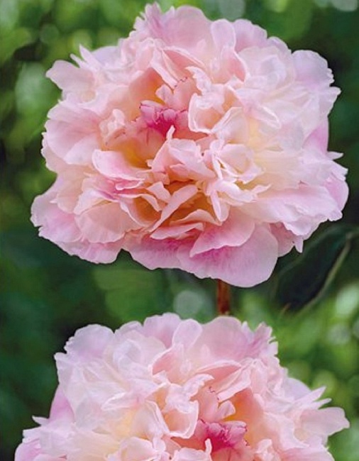 Пион травянистый Леди Александер Дафф