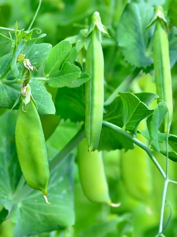 Горох Малолистный - сахарный (УД) 5 гр цв.п.