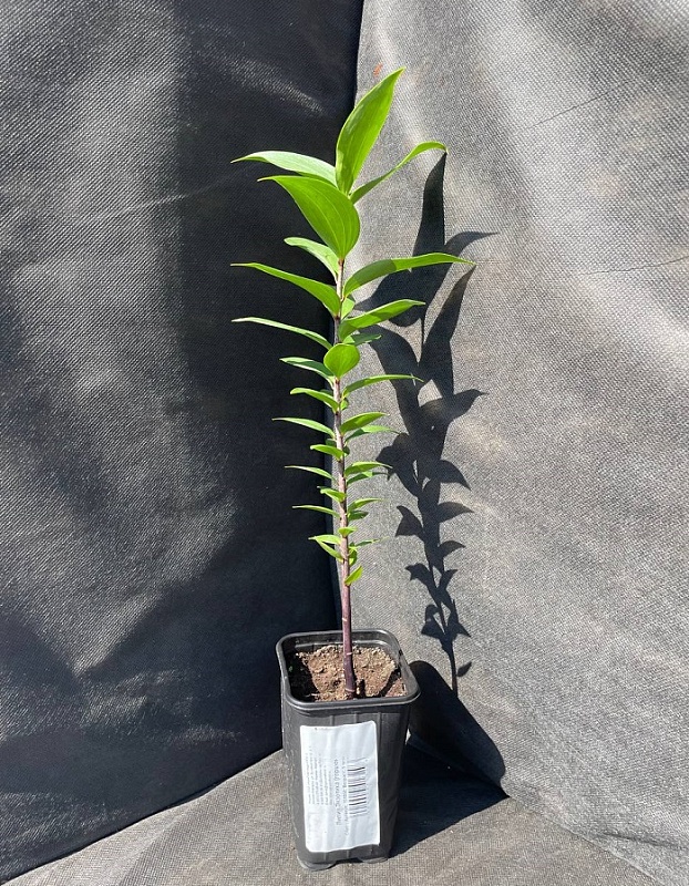 Лилия Экзотика 